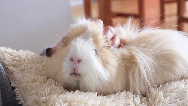 Уход за морской свинкой смотреть онлайн