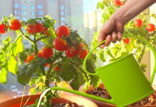 Вы легко вырастите овощи на окне! Секреты выращивания томатов и огурцов в квартире