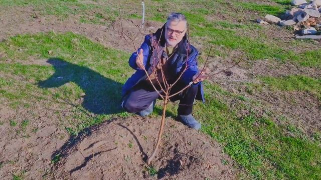 Обрезка плодовых деревьев весной лучший старт в жизни дерева. Не совершайте ошибок. смотреть онлайн