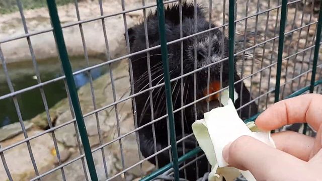 Осенний Vlog из отелей | ЧАСТЬ 1 | конгресс - отель АРЕАЛ