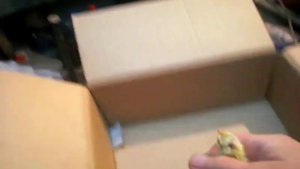 № 8 Вылупившихся птенцов учим пить воду Hatched Chicks learn to drink water
