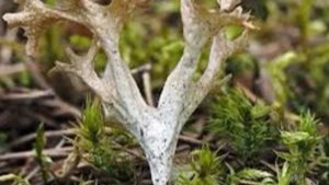 Цетрария Исландская / от туберкулёза