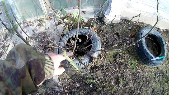 ИНЖИР  - УКРЫТИЕ на ЗИМУ