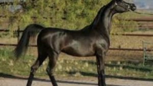 Интересные факты о Арабской лошади