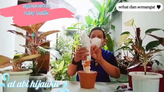UNBOXING AGLAONEMA RUBY BATIK CORAK MENORITA unboxing aglaonema rubybatik alabihijauku