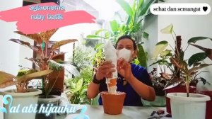 UNBOXING AGLAONEMA RUBY BATIK CORAK MENORITA #unboxing #aglaonema #rubybatik #alabihijauku