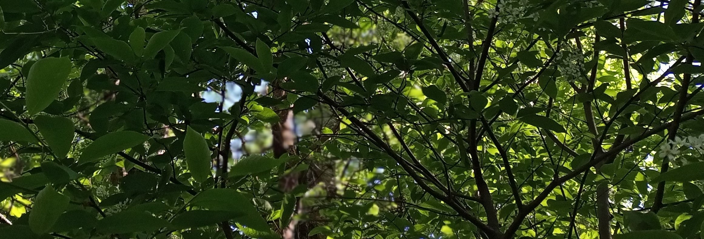 Птицы поют почти в темноте. Живой звук) смотреть онлайн