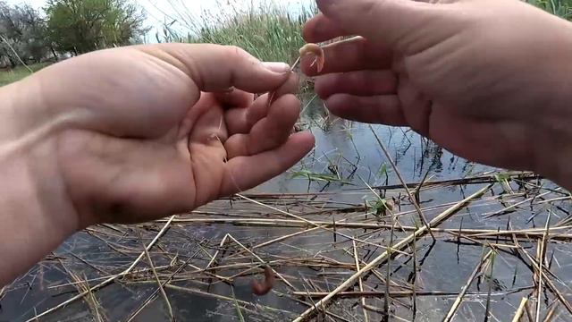 #16 Рыбалка в камышах. Проверка бюджетной прикормки собственного приготовления на водоеме смотреть онлайн