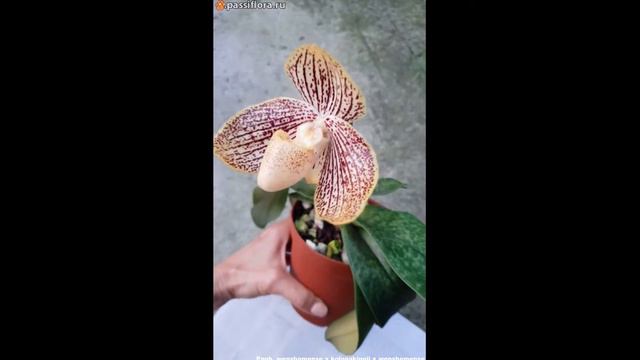 Paph wenshamense x kolopakingii x wenshamense смотреть онлайн