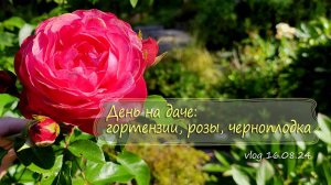 Еще один день на даче: гортензии, розы, черноплодка |Vlog  Дача как есть  16.08.2024