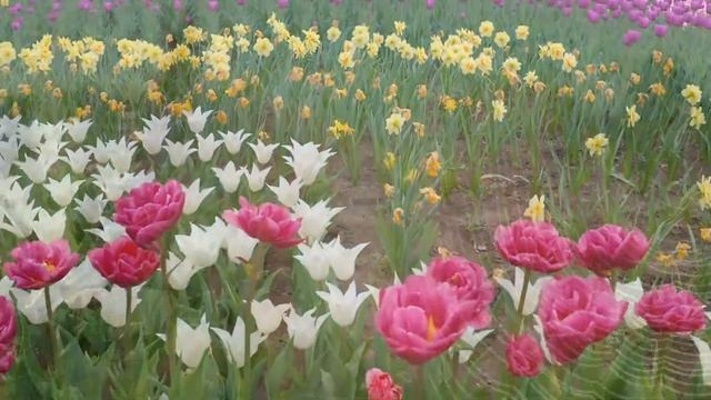 Расслабляющая фортепианная музыка?снять стресс перед сном?лечение бессонницы музыка?исцеление звуко смотреть онлайн