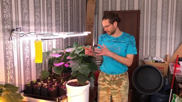 Цветение Павловнии, в рамках эксперимента по выращиванию Павловнии зимой.