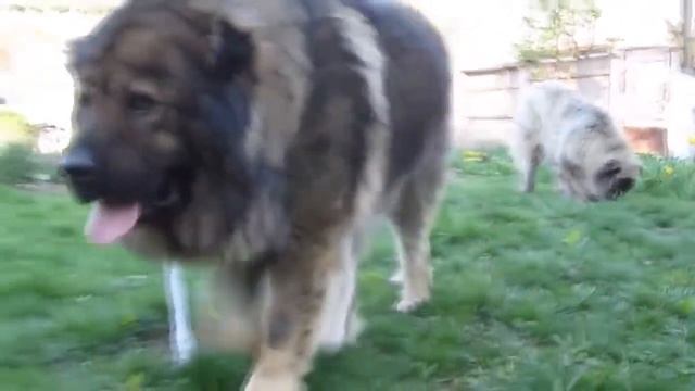 Top 5 dogs vs Wolf. Топ 5 пород собак против волков смотреть онлайн