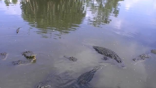 Large American Alligators (Alligator mississippiensis) смотреть онлайн