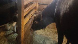 Топим печь, возим навоз!#short #рек #топ #рекомендации #хочуврек #корова #козы #фермер #деревня