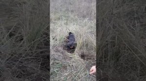 Такса на охоте