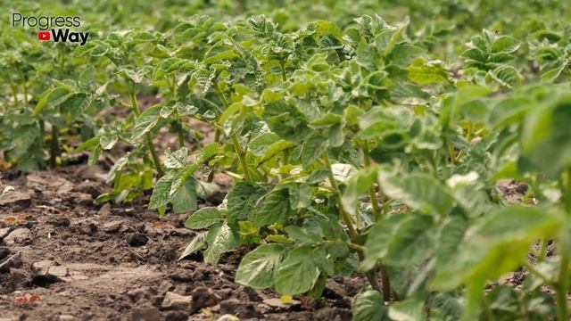 Удивительно! Картофель после Картофеля сажать можно! Если подготавливать почву именно так! смотреть онлайн