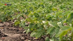 Удивительно! Картофель после Картофеля сажать можно! Если подготавливать почву именно так!