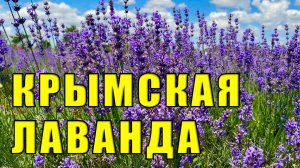 Лавандовое поле на Севере Крыма, которое ещё никто не показывал. Джанкойский район село Яркое.