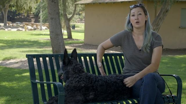 ALL ABOUT LIVING WITH WIRE HAIRED DUTCH SHEPHERDS