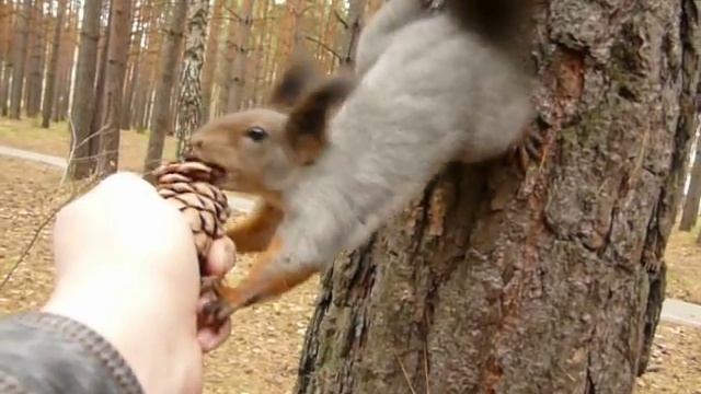 Белка и кедровая шишка-2. смотреть онлайн