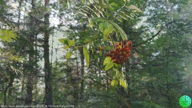 Пение птиц в лесу вернет душевное спокойствие и чувство радости/Звуки природы/Sounds of nature/Rela