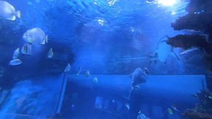 Океанаріум Будапешт - 2