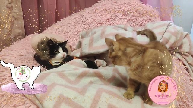 ?Наконец-то у нас снова включился мой любимый "цап-цап-завр" ? смотреть онлайн