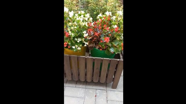 Красивый сад с хозяином релакс и оздоровление ч 1