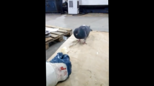 Суровый челябинский голубь напал на работника завода