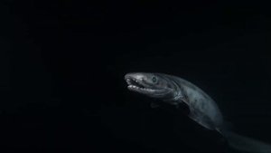 Глубоководные монстры, доисторический хищник, плащеносная акула