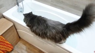 Кот пьет воду из ванны, зачерпывая её лапой!
