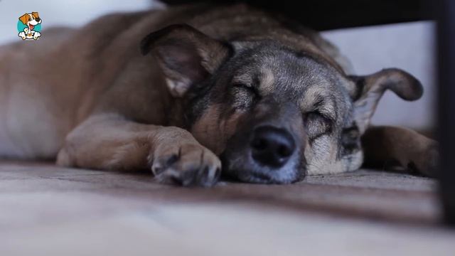 Music Therapy | Stressed Dog | Dementia | Progressive Muscle Relaxation | ASMR Music for Dogs, DOGT