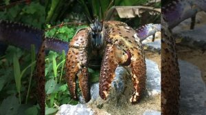 пальмовый вор