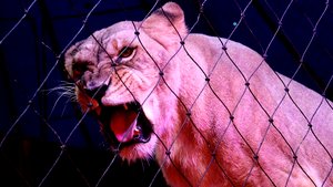 Уральский цирк-шапито в Завьялово / Июль, 2022 год.mp4