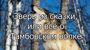 Литературная экологическая программа «Зверь из сказки, или всё о тамбовском волке»