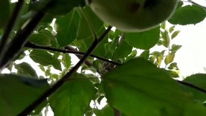 ЧУДО - Яблоня и Слива,  или как создать многосортовое плодовое Дерево-Сад.