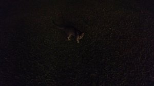 Шри-Ланка, отель The Blue Water, ресторан и территория, сентябрь 2023 года