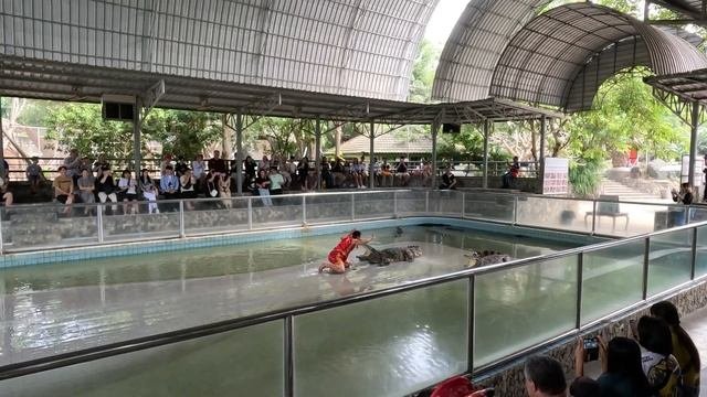 Шоу крокодилов Тайланд! Паттайя 2023! Crocodile show!