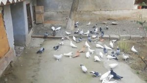 ГОЛУБЕВОД ДЕРЖИТ РАЗНЫЕ ПОРОДЫ ГОЛУБЕЙ