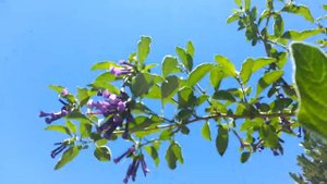 Deep Blue Iochroma Australis - Acnistus Eriolarynx australis - Blue Brugmansia HD 01