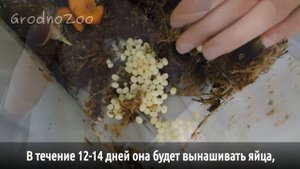 Как рождаются улитки
