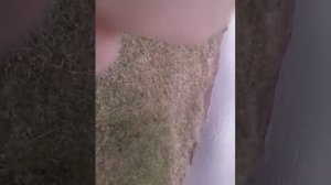 Ловля сусликов