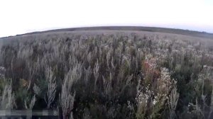 Охота с легавой на тетерева. Охота с курцхааром на тетерева, видео. Курцхаар Грета, видео.