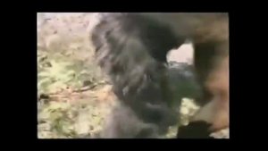 Борьба Медведя против Горилы