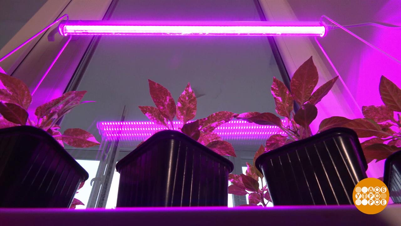 Фитолампа: про спектр и не только. Доброе утро. Фрагмент выпуска от 22.09.2023