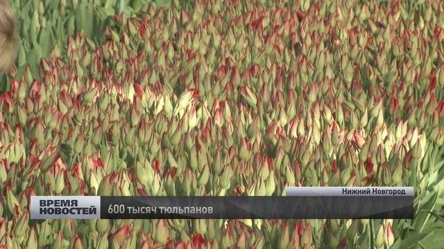 600 тысяч тюльпанов вырастили в Нижнем Новгороде к 8 марта