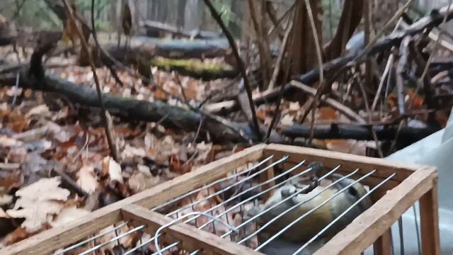 выпуск окольцованых клестов, город Агрыз. смотреть онлайн