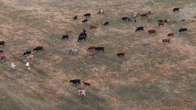 ШОК. Такой может быть Ростовская область! смотреть онлайн