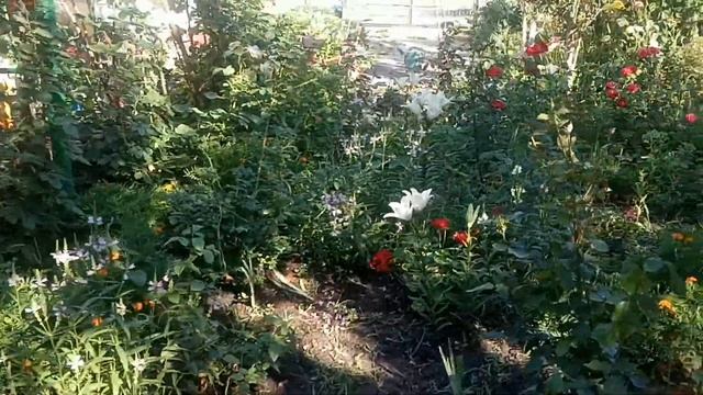 Канна.Украшения,цветка,огромнейшие красивые листья смотреть онлайн